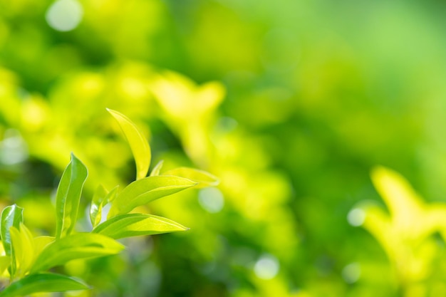 Resumen impresionante hoja verde textura hoja tropical follaje naturaleza fondo verde