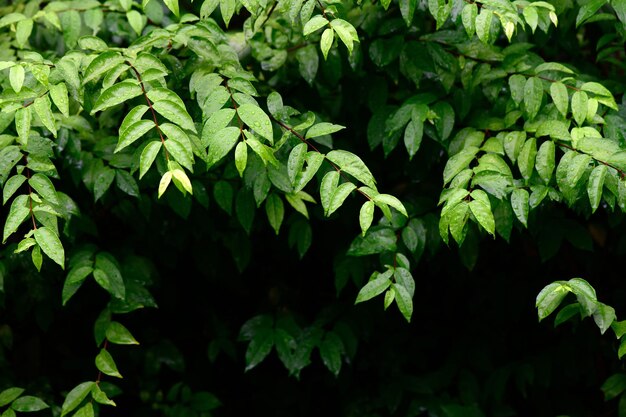 Resumen impresionante hoja verde textura hoja tropical follaje naturaleza fondo verde