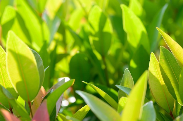 Resumen impresionante hoja verde textura hoja tropical follaje naturaleza fondo verde