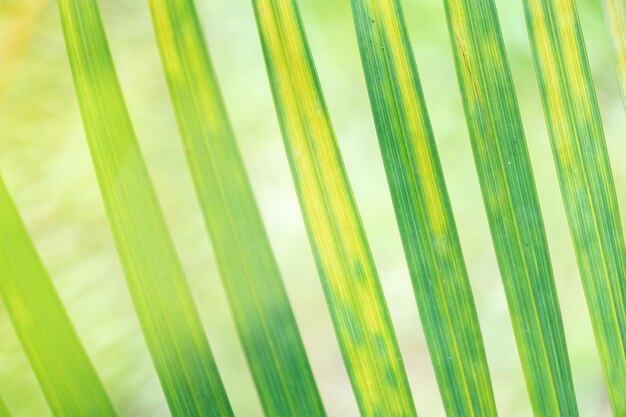 Resumen impresionante hoja verde textura hoja tropical follaje naturaleza fondo verde