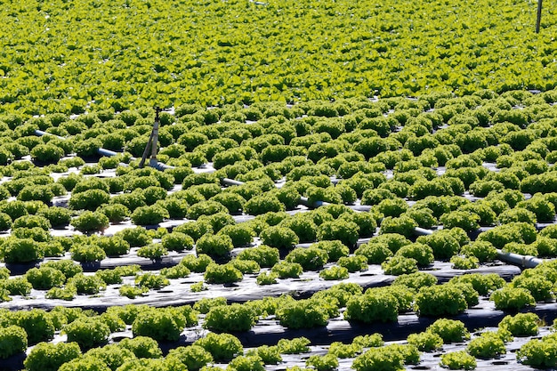 Resumen de plantaciones de lechuga