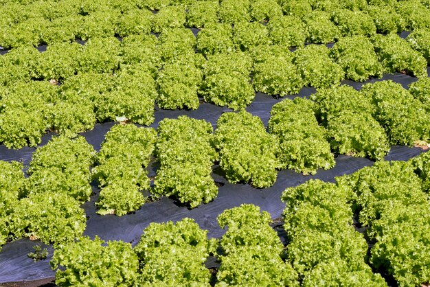 Resumen de plantaciones de lechuga