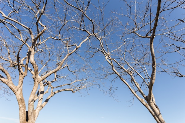 Resumen de la rama de un árbol sin hojas sobre fondo de cielo azul