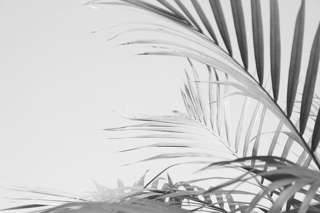 Resumen sombra gris de hojas de palma, tono monocromo blanco y negro
