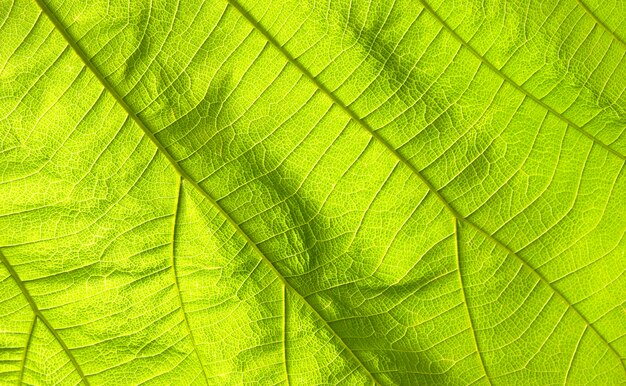 Resumen textura de hoja verde para el fondo