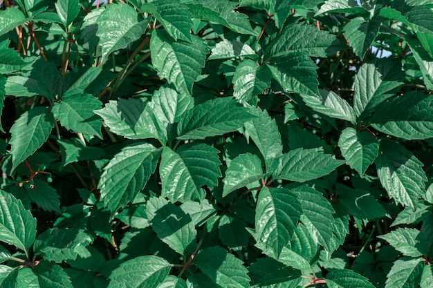 Resumen textura de hoja verde en la luz del sol