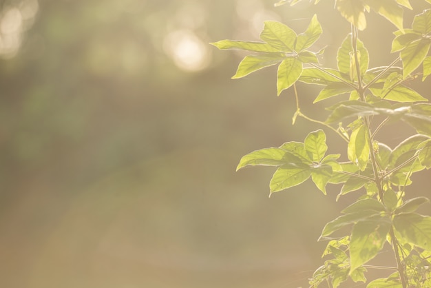 Foto resumo bokeh borrão cor verde para o fundo