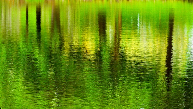 Resumo colorido da reflexão da árvore na água