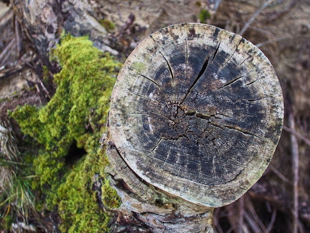 Resumo corte tronco de árvore com líquenes