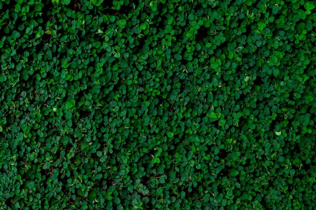 Resumo de folhas verdes textura de fundo de natureza