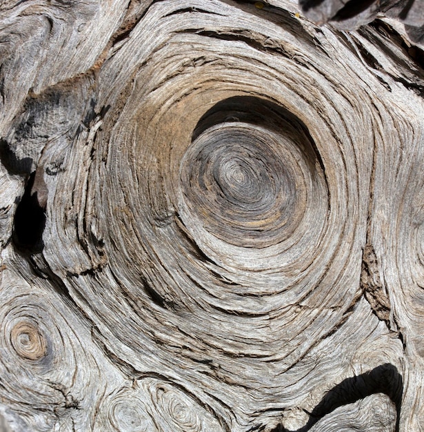 Resumo de fundo de textura de madeira de árvore