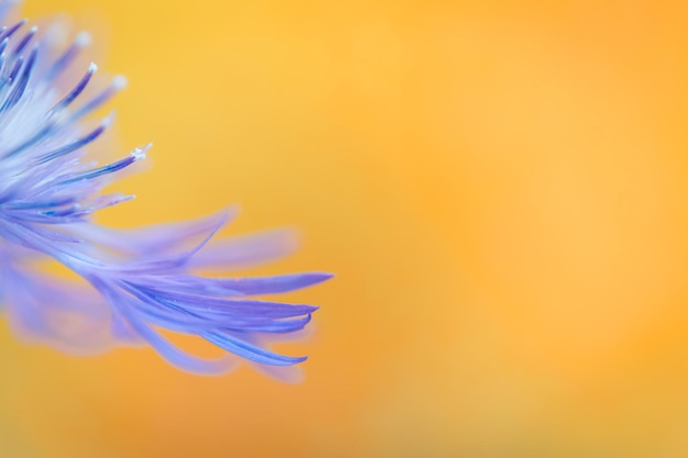 Resumo de pétalas roxas de flor de verão Linda luz do sol e flor de campo florescente pacífica