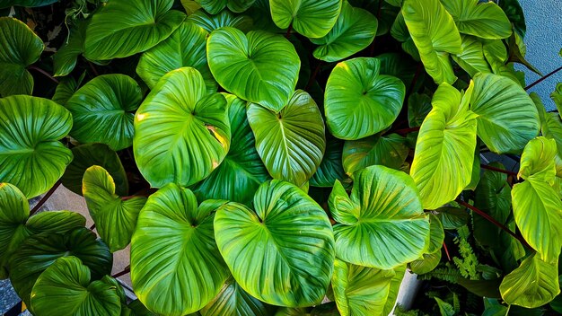 Resumo impressionante textura verde folha folha tropical natureza fundo verde escuro bandeiras verdes natureza tropical conceito