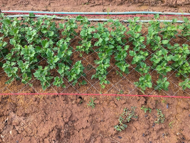 Los retoños de crisantemo se plantan en hileras en la parcela de plantación