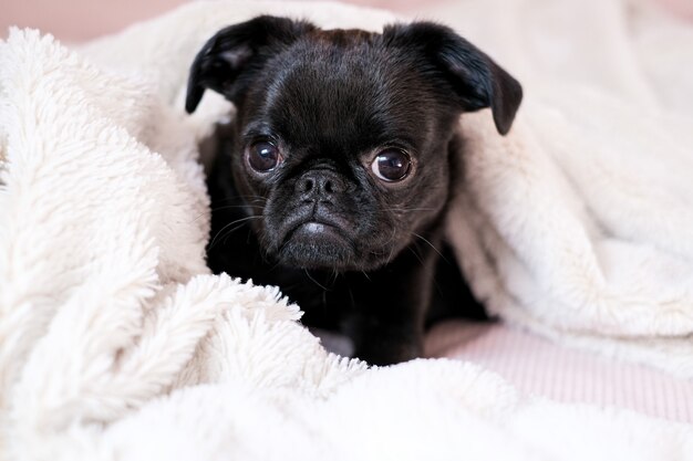 Retrato de acostado en una cama cachorro negro petit brabanson griffon Cara linda con ojos grandes en el fondo de la manta de color rosa claro Cerrar