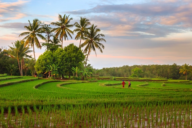 Retrato de actividad matutina con amanecer sobre los campos de arroz de Bengkulu, Indonesia