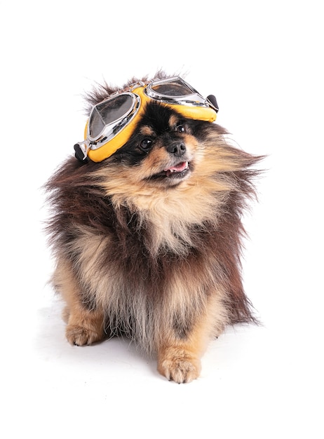 Retrato de un adorable bicolor de Pomerania con gafas de aviador sobre una pared blanca