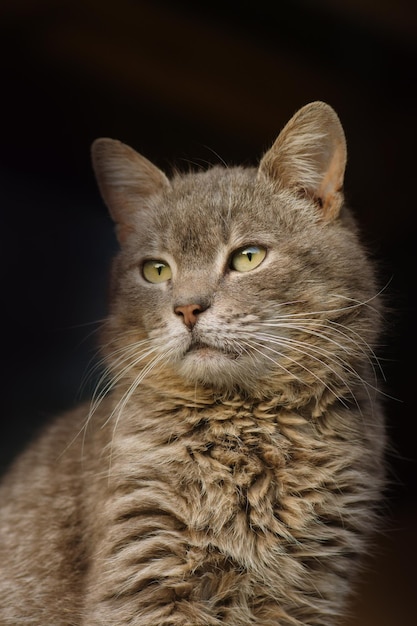 Retrato de adorable gatito gris Retrato de gato pensante de cerca Gato gris esponjoso con ojos amarillos