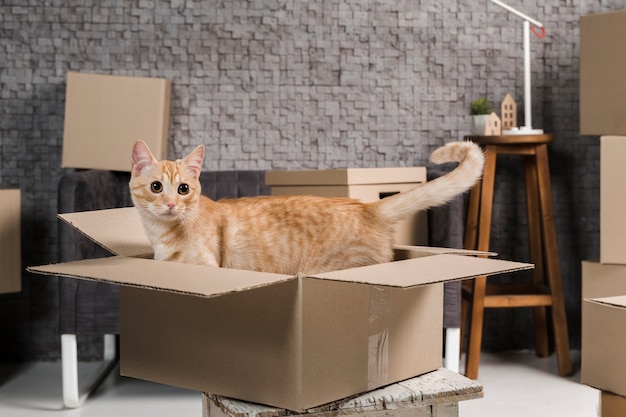 Foto retrato de adorable gato de familia en el interior