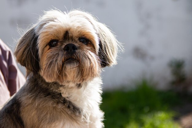 Foto el retrato del adorable perrito shitzu