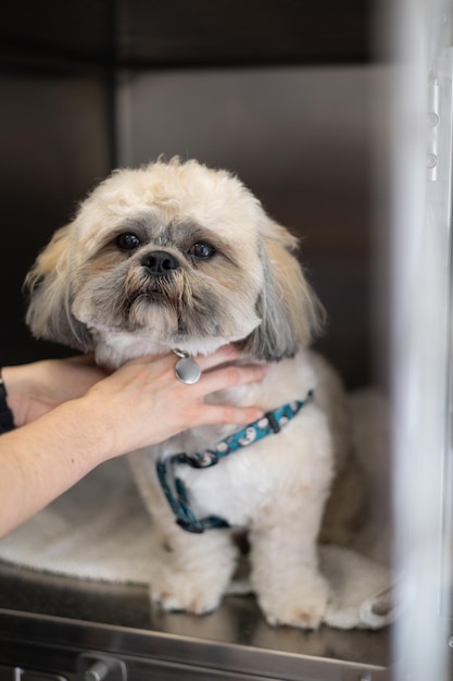 Retrato de adorable perro shih tzu después del corte de pelo