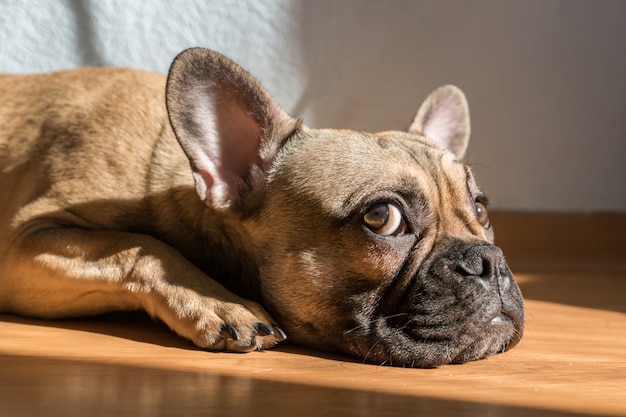 Retrato adorável cachorro bulldog francês, deitado no chão