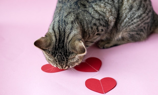 retrato adorável lindo gatinho gato malhado isolado no papel de focinho brincalhão de fundo rosa ele