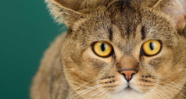 Retrato de un adulto gato gris escocés de orejas rectas, animal mira a la cámara