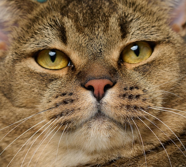 Retrato de un adulto gato gris escocés de orejas rectas