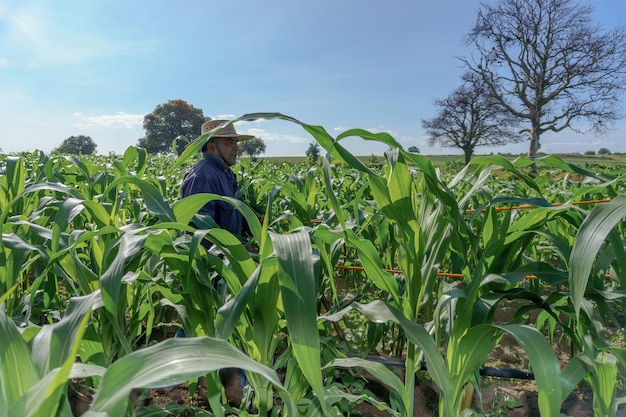 Retrato de un agricultor feliz mexicano cultivando maíz