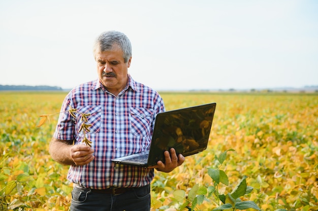 Retrato del agrónomo agricultor trabajador senior de pie en el campo de soja comprobando los cultivos antes de la cosecha. Producción y cultivo de alimentos orgánicos.