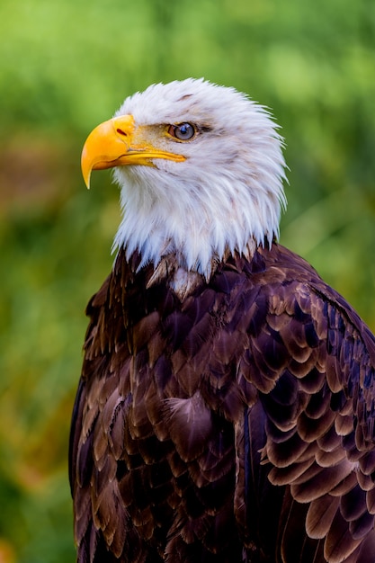 Retrato de un águila americana en la naturaleza.