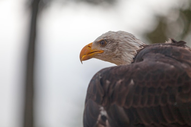 Foto retrato de un águila calva