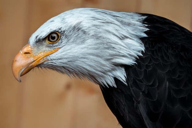 Retrato de águila calva