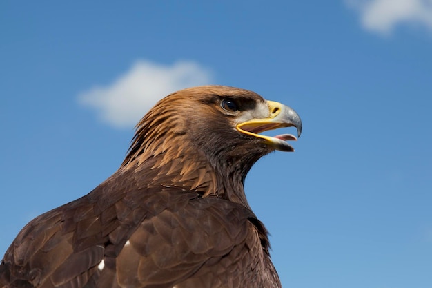 Retrato de un águila esteparia