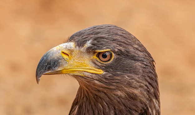 retrato de águila marrón