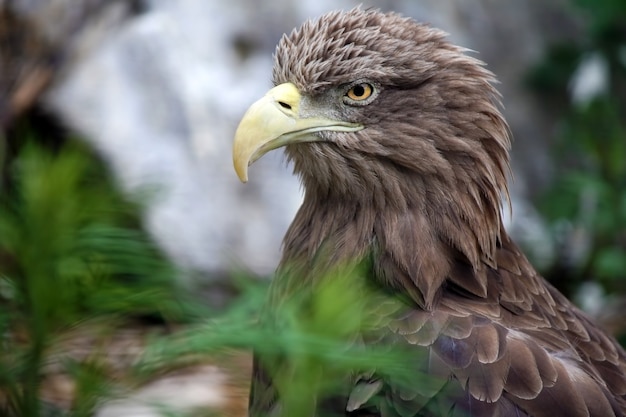Retrato de un águila con pasto verde alrededor