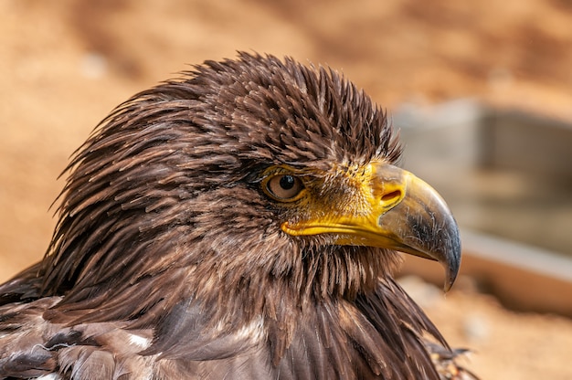 retrato de águila con plumas erizadas