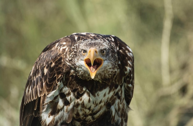 Retrato de águila en primer plano