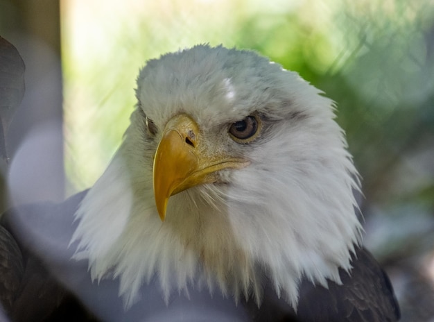 Foto retrato de águila en primer plano