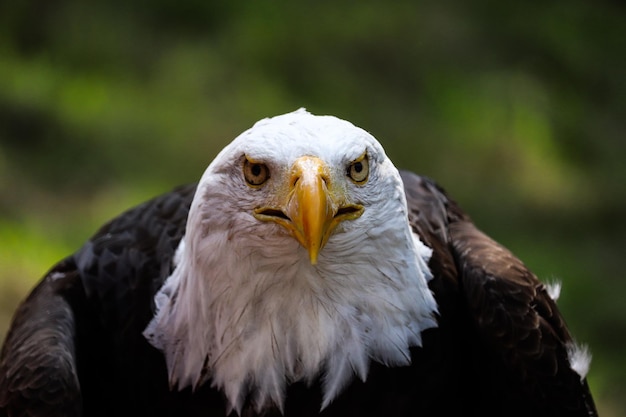 Foto retrato de águila en primer plano