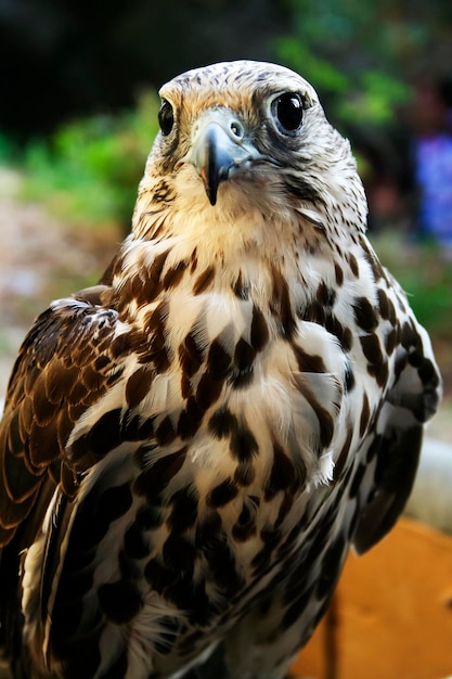 Foto retrato de águila en primer plano