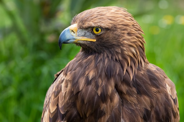 Retrato de un águila real