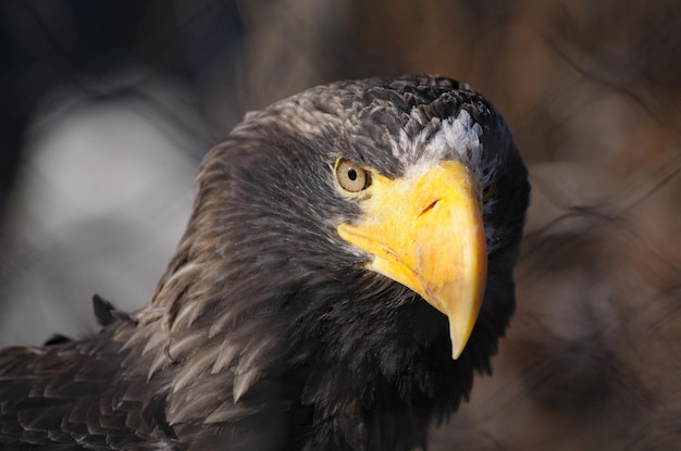 Retrato de águila salvaje