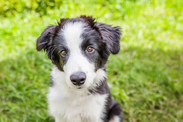 Retrato al aire libre divertido del collie de frontera smilling lindo del perro de perrito que se sienta en césped de la hierba verde