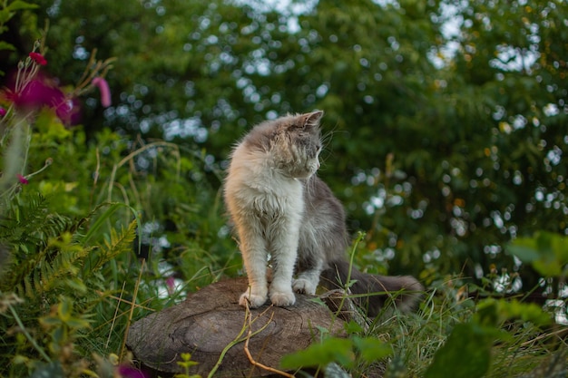 Retrato al aire libre de un gato joven Gato descansando al aire libre en el mismo gatito se sienta sobre un fondo de flores multicolores Gato gris jugando en un jardín con una hermosa iluminación al atardecer