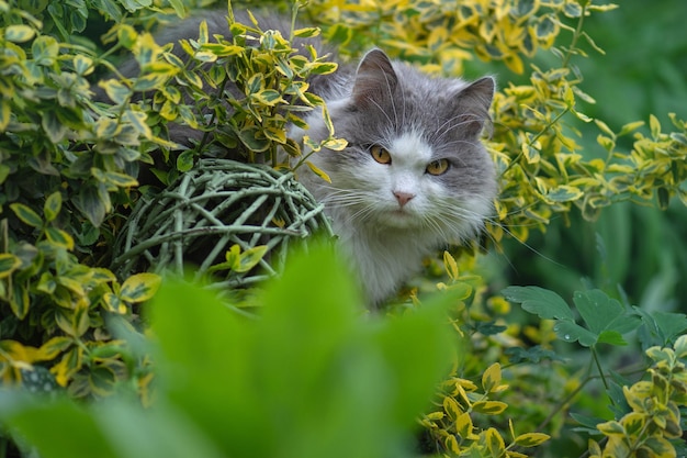 Retrato al aire libre de gato jugando con flores en un jardín.