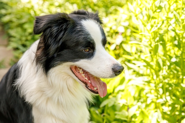 Retrato al aire libre de lindo border collie cachorro sonriente sentado en el césped, fondo del parque. Perrito con cara divertida