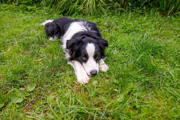 Retrato al aire libre de lindo cachorro border collie sonriente acostado sobre el césped