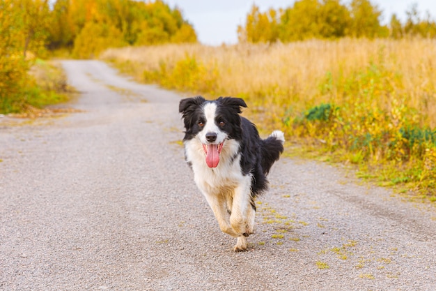 Retrato al aire libre de lindo cachorro border collie sonriente corriendo en el parque de otoño al aire libre. Perrito con cara divertida al caminar en el soleado día de otoño. Hola otoño concepto de clima frío.